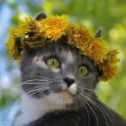 Аватара пользователя