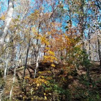 IMG_20201108_111333.jpg
