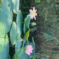 IMG_6600.jpeg