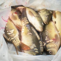 DSCN9055.JPG