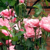IMG_3388.jpg