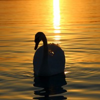 saved-image-C3BD70C376AA54CD8B404E68E76D5EE8.jpg