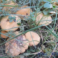 Почему я хочу переехать на юг DSCF4249.JPG