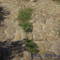 IMGP8875.JPG