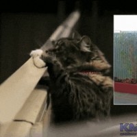NiT.gif